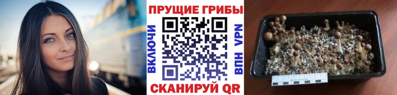 Псилоцибиновые грибы Magic Shrooms  Купить где  Спас-Деменск 